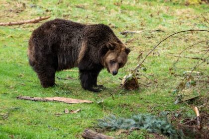 4-grizzlies-to-be-relocated-after-evidence-finds-no-link-to-bella-coola,-bc.,-attack