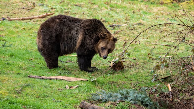 4-grizzlies-to-be-relocated-after-evidence-finds-no-link-to-bella-coola,-bc.,-attack
