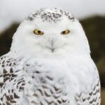sask.-conservationists-say-trend-of-live-baiting-snowy-owls-for-photos-endangers-the-birds