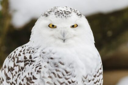 sask.-conservationists-say-trend-of-live-baiting-snowy-owls-for-photos-endangers-the-birds