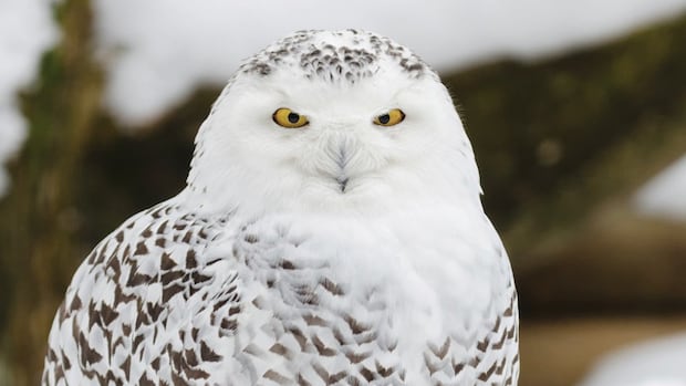 sask.-conservationists-say-trend-of-live-baiting-snowy-owls-for-photos-endangers-the-birds