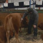 canadian-western-agribition-shines-spotlight-on-country’s-cattle-producers