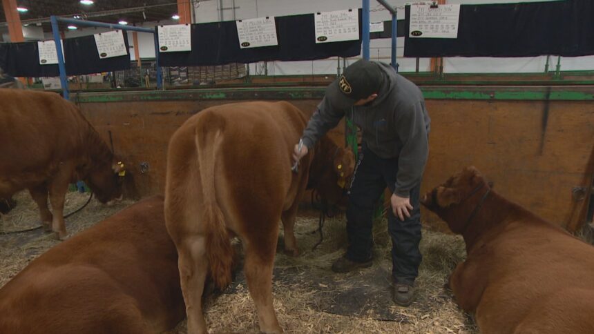 canadian-western-agribition-shines-spotlight-on-country’s-cattle-producers