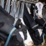 bc.-dairy-milk-testers-on-strike,-call-for-increased-mileage-compensation