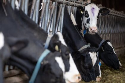 bc.-dairy-milk-testers-on-strike,-call-for-increased-mileage-compensation