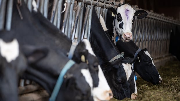 bc.-dairy-milk-testers-on-strike,-call-for-increased-mileage-compensation