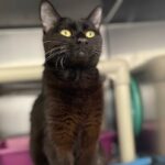 low-cost-spay-and-neuter-program-in-pei.-aims-to-curb-high-vet-costs,-pet-overpopulation