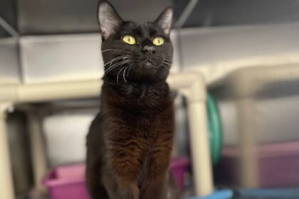 low-cost-spay-and-neuter-program-in-pei.-aims-to-curb-high-vet-costs,-pet-overpopulation