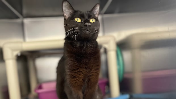 low-cost-spay-and-neuter-program-in-pei.-aims-to-curb-high-vet-costs,-pet-overpopulation