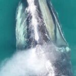 breath-samples-collected-by-drone-hold-clues-to-health-of-north-atlantic-right-whales