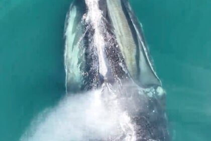 breath-samples-collected-by-drone-hold-clues-to-health-of-north-atlantic-right-whales