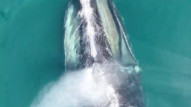 breath-samples-collected-by-drone-hold-clues-to-health-of-north-atlantic-right-whales