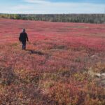 marketing-board-would-give-pei.s-wild-blueberry-growers-more-power-to-negotiate-prices
