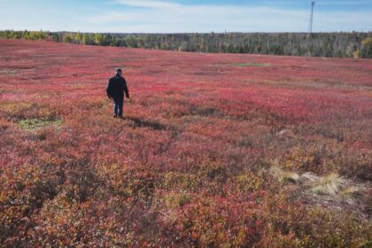 marketing-board-would-give-pei.s-wild-blueberry-growers-more-power-to-negotiate-prices