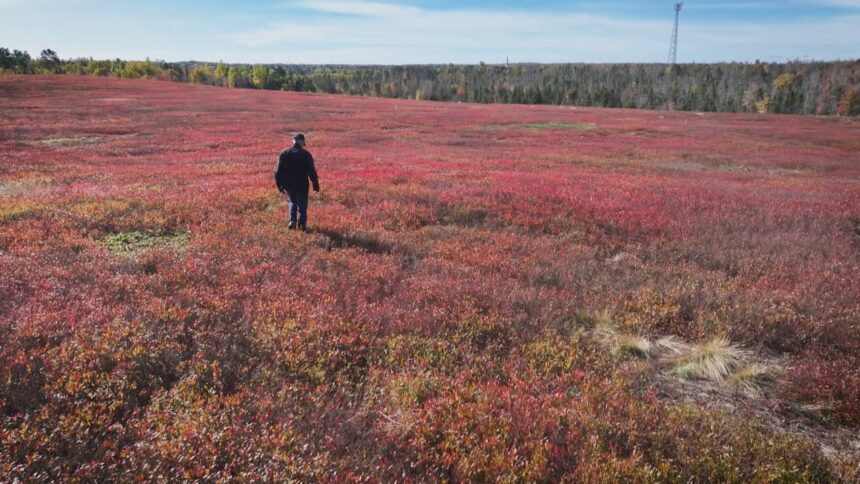 marketing-board-would-give-pei.s-wild-blueberry-growers-more-power-to-negotiate-prices