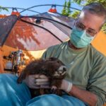 endangered-vancouver-island-marmot-population-rebounds-to-427