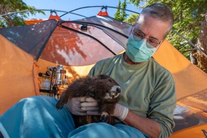 endangered-vancouver-island-marmot-population-rebounds-to-427