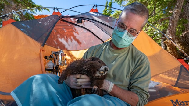 endangered-vancouver-island-marmot-population-rebounds-to-427