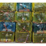 charges,-profiteering-off-the-illegal-fishery-and-lawsuits:-how-china’s-first-big-investment-in-nova-scotia-lobster-turned-sour