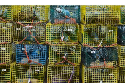 charges,-profiteering-off-the-illegal-fishery-and-lawsuits:-how-china’s-first-big-investment-in-nova-scotia-lobster-turned-sour