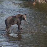 recent-grizzly-attacks-have-bc.-and-alberta-on-edge,-but-experts-say-hunting-bears-is-unlikely-to-help