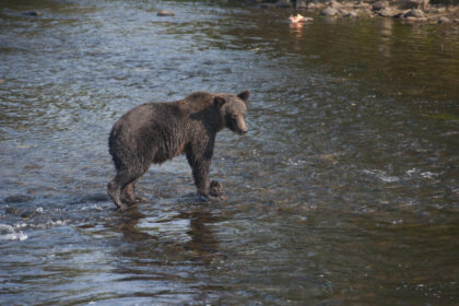 recent-grizzly-attacks-have-bc.-and-alberta-on-edge,-but-experts-say-hunting-bears-is-unlikely-to-help