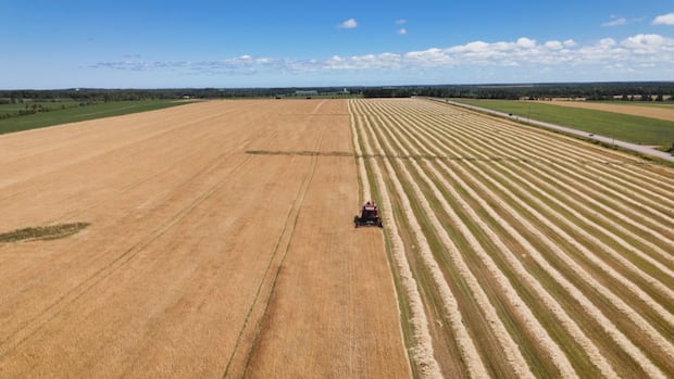 future-of-pei.-grain-exports-in-question-with-uncertainty-around-port-of-halifax-elevator