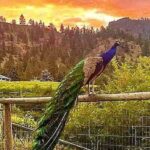 these-bc.-peacocks-were-spared-from-an-avian-flu-cull
