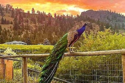 these-bc.-peacocks-were-spared-from-an-avian-flu-cull
