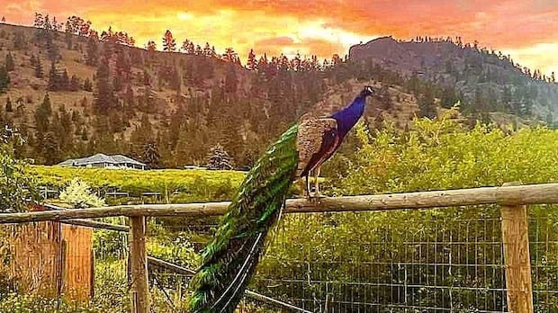 these-bc.-peacocks-were-spared-from-an-avian-flu-cull