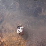 will-more-soybeans-equal-fewer-anoxic-events-in-pei.-waterways?-this-researcher-says-yes