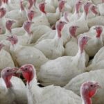 cfia-says-death-threats-since-bc.-ostrich-cull-reason-it-wont-do-interviews-on-ontario-avian-flu-outbreak