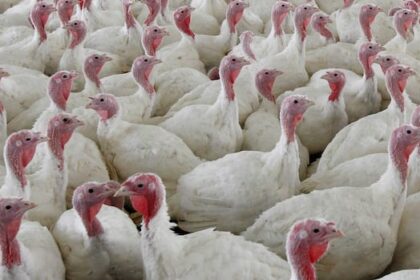 cfia-says-death-threats-since-bc.-ostrich-cull-reason-it-wont-do-interviews-on-ontario-avian-flu-outbreak