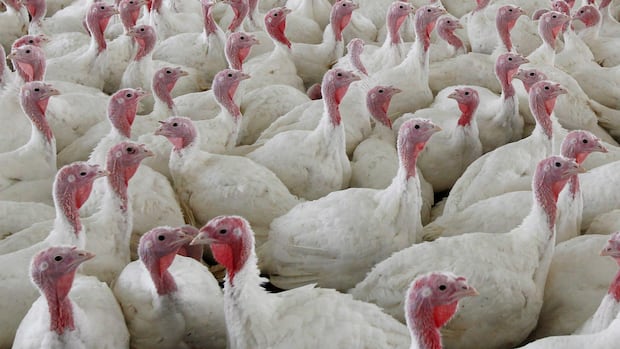 cfia-says-death-threats-since-bc.-ostrich-cull-reason-it-wont-do-interviews-on-ontario-avian-flu-outbreak
