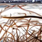 federal-government-decides-it-wont-list-american-eel-as-species-at-risk