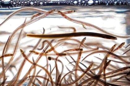 federal-government-decides-it-wont-list-american-eel-as-species-at-risk