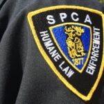 spca-says-rising-costs-of-living,-care,-mean-more-abandoned-pets-in-cape-breton