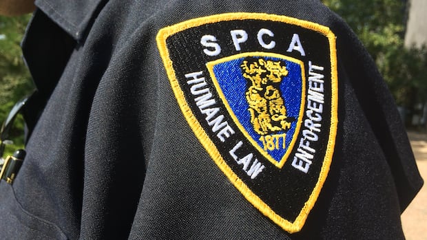 spca-says-rising-costs-of-living,-care,-mean-more-abandoned-pets-in-cape-breton