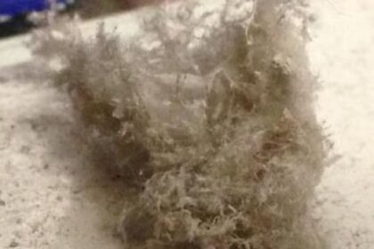 manitoba-updates-asbestos-regulations,-including-workers’-certification,-employer-registration