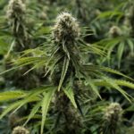 nova-scotia-wants-crackdown-on-illegal-cannabis,-asks-mi’kmaw-chiefs-for-support