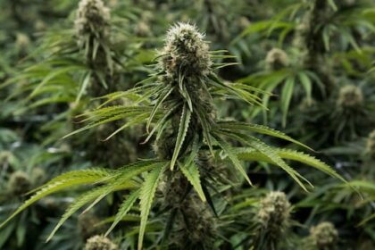 nova-scotia-wants-crackdown-on-illegal-cannabis,-asks-mi’kmaw-chiefs-for-support