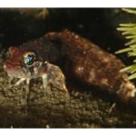 there-is-a-lot-of-life-to-be-found-in-the-harbour:-dive-in-dartmouth-cove-shows-vibrant-underwater-world