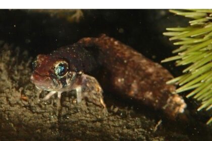 there-is-a-lot-of-life-to-be-found-in-the-harbour:-dive-in-dartmouth-cove-shows-vibrant-underwater-world