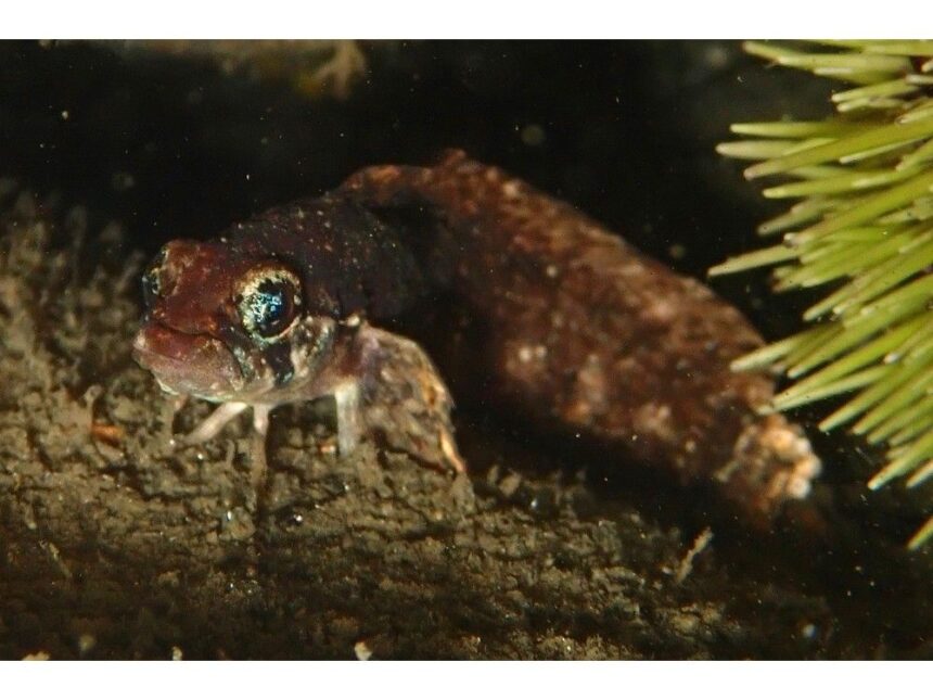 there-is-a-lot-of-life-to-be-found-in-the-harbour:-dive-in-dartmouth-cove-shows-vibrant-underwater-world