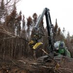 what-happens-to-the-wood-from-this-burnt-forest?