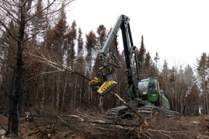 what-happens-to-the-wood-from-this-burnt-forest?