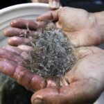 illegal-american-eel-fishing-is-big-business-in-canada.-ottawa-just-voted-against-protections