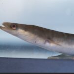 first-nations-wonder-if-canada’s-decision-on-eels-is-best-for-future-of-species