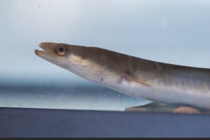 first-nations-wonder-if-canada’s-decision-on-eels-is-best-for-future-of-species
