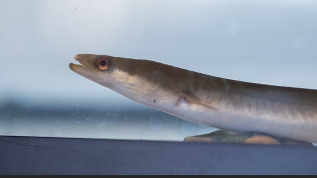 first-nations-wonder-if-canada’s-decision-on-eels-is-best-for-future-of-species